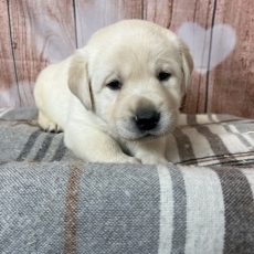 Adoption chiot Labrador au prix de 1000 €