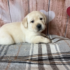 Chiot Labrador à adopter au prix de 1000 €