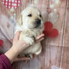 Adoption chiot Labrador au prix de 1000 €