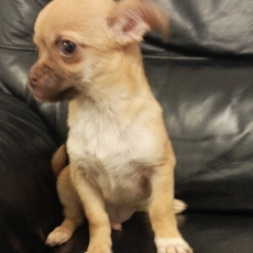 Acheter Chihuahua bébé pour 590 €