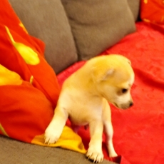 Acheter Chihuahua bébé pour 699 €