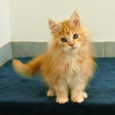 Adoption chaton Maine Coon au prix de 980 €