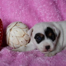 Adoption chiot Parson Russell Terrier au prix de 1600 €