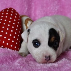 Adoption chiot Parson Russell Terrier au prix de 1300 €