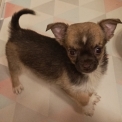 Chien Chihuahua proposé par l’élevage Des Jardins d'Omya.
