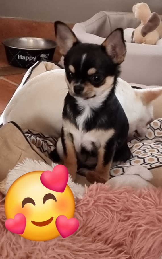Petit mâle Chihuahua né le 20/10/2023 est proposé – vendu 960 €.