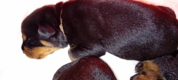 Petit mâle Rottweiler né le 22/02/2024 est proposé – vendu 1400 €.