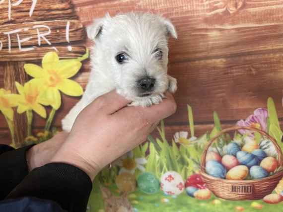 Petite femelle West Highland White Terrier née le 24/02/2024 est proposée – vendue 1400 €.