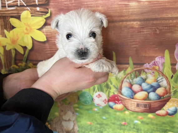 Petite femelle West Highland White Terrier née le 24/02/2024 est proposée – vendue 1400 €.