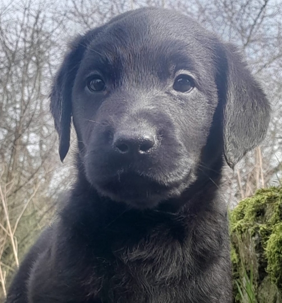 Petite femelle Labrador née le 16/01/2024 est proposée – vendue 1200 €.