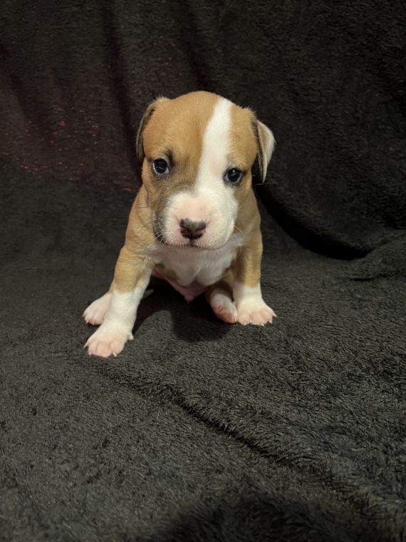 Petit mâle American Staffordshire Terrier né le 19/02/2024 est proposé – vendu 1500 €.