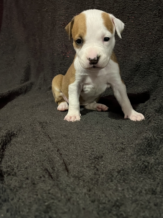 Petite femelle American Staffordshire Terrier née le 19/02/2024 est proposée – vendue 1400 €.