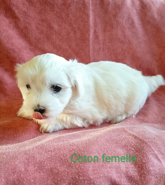 Petite femelle Coton de Tulear née le 03/02/2024 est proposée – vendue 1400 €.