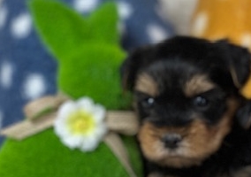 Petit mâle Yorkshire Terrier né le 21/02/2024 est proposé – vendu 1600 €.