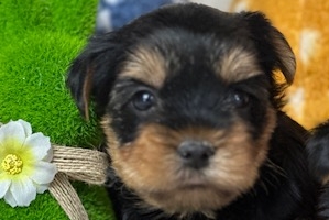 Petit mâle Yorkshire Terrier né le 21/02/2024 est proposé – vendu 1600 €.