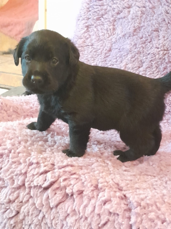 Petit mâle Labrador né le 16/01/2024 est proposé – vendu 1000 €.