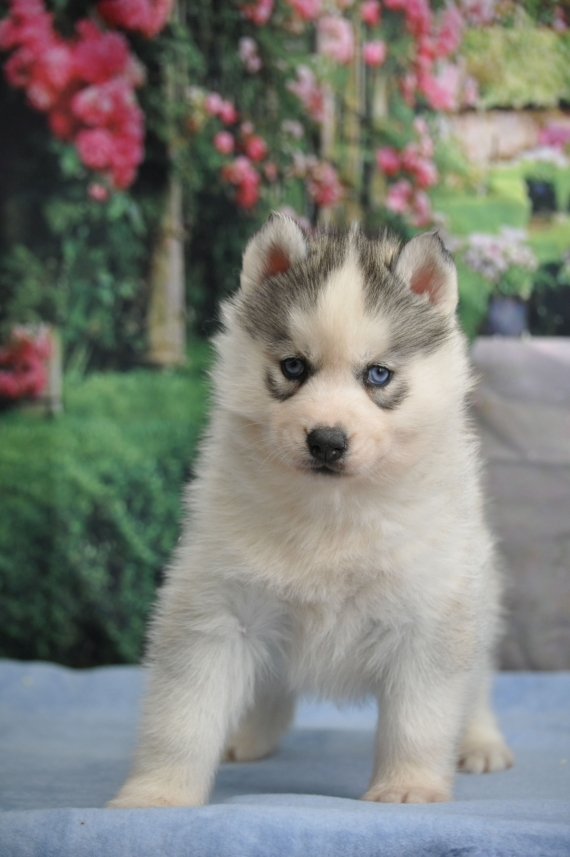 Petite femelle Husky Sibérien née le 30/01/2024 est proposée – vendue 1800 €.