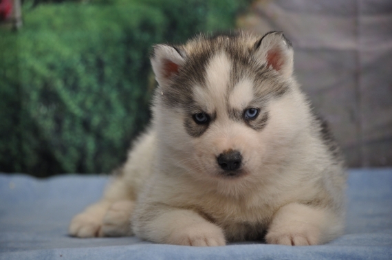 Petite femelle Husky Sibérien née le 30/01/2024 est proposée – vendue 1800 €.