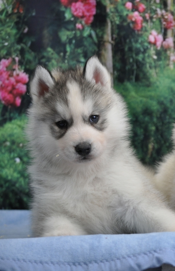 Petit mâle Husky Sibérien né le 30/01/2024 est proposé – vendu 1600 €.