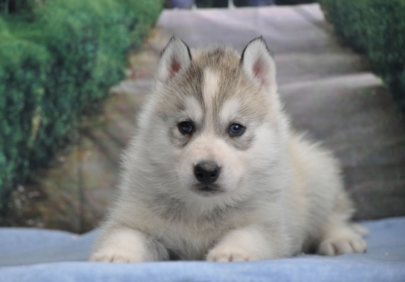 Petit mâle Husky Sibérien né le 30/01/2024 est proposé – vendu 1500 €.