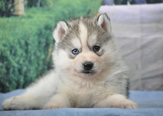 Petit mâle Husky Sibérien né le 30/01/2024 est proposé – vendu 1800 €.