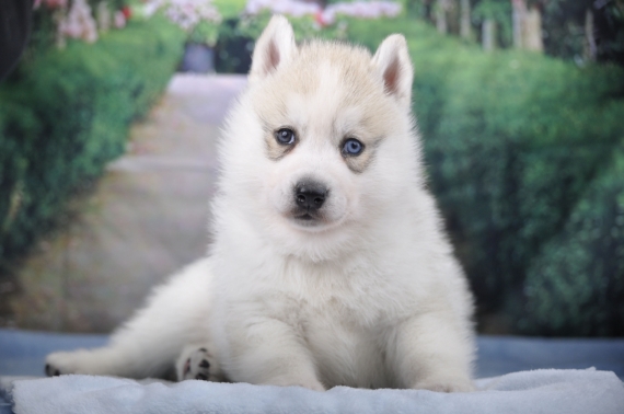Petite femelle Husky Sibérien née le 04/02/2024 est proposée – vendue 1800 €.
