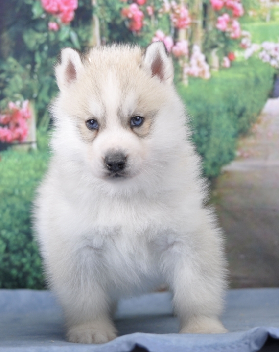 Petit mâle Husky Sibérien né le 04/02/2024 est proposé – vendu 1800 €.