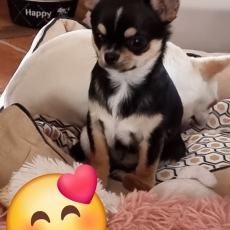 Chihuahua chiot vendu 960 €