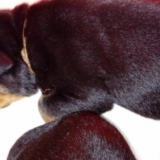 Adoption chiot Rottweiler au prix de 1400 €