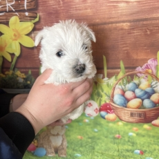 Chiot West Highland Terrier à adopter au prix de 1400 €
