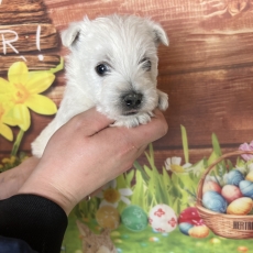 West Highland Terrier chiot vendu 1400 €