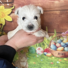 Chiot West Highland Terrier à adopter au prix de 1400 €