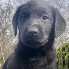 Labrador chiot vendu 1200 €