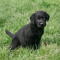 Adoption chiot Labrador au prix de 1200 €