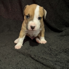 Adoption chiot American Staffordshire Terrier au prix de 1500 €