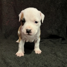 Adoption chiot American Staffordshire Terrier au prix de 1400 €