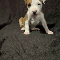 Acheter American Staffordshire Terrier bébé pour 1400 €