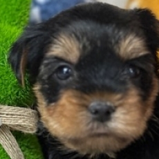 Yorkshire Terrier chiot vendu 1600 €