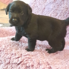 Acheter Labrador bébé pour 1000 €