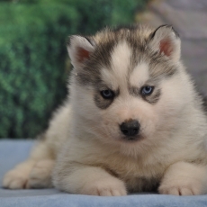 Acheter Husky Sibérien bébé pour 1800 €