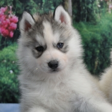 Adoption chiot Husky Sibérien au prix de 1600 €