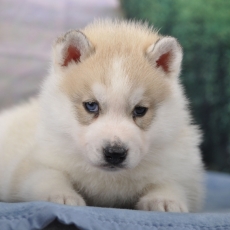 Husky Sibérien chiot vendu 1800 €