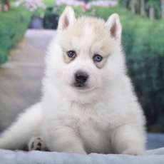 Adoption chiot Husky Sibérien au prix de 1800 €