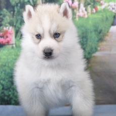 Adoption chiot Husky Sibérien au prix de 1800 €