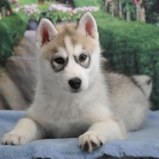 Adoption chiot Husky Sibérien au prix de 1600 €