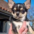Chien Chihuahua proposé par l’élevage Du Clos d'Odessa.