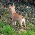 Chiot Chihuahua sans pedigree – prix 850 €.