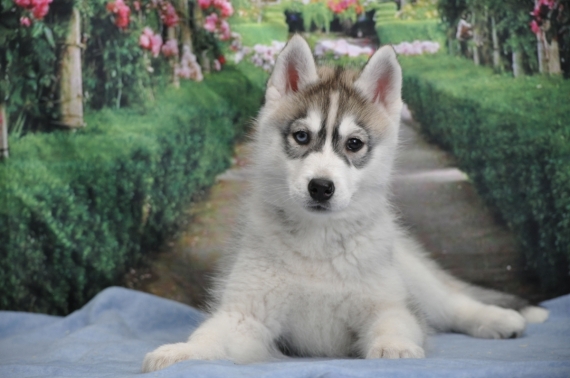 Petite femelle Husky Sibérien née le 27/12/2023 est proposée – vendue 1600 €.