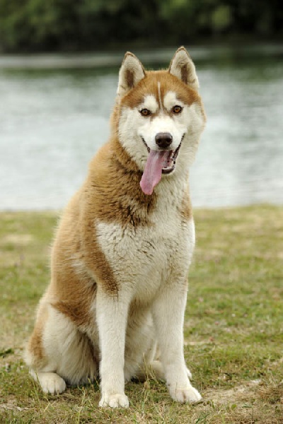 Petit mâle  né le 03/03/2026 est proposé – vendu 1800 €.