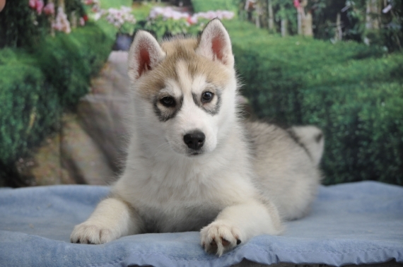 Petit mâle Husky Sibérien né le 27/12/2023 est proposé – vendu 1600 €.